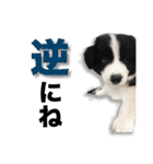 ボーダーコリーの生意気犬☆武智麻呂☆（個別スタンプ：20）