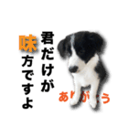 ボーダーコリーの生意気犬☆武智麻呂☆（個別スタンプ：21）