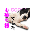 ボーダーコリーの生意気犬☆武智麻呂☆（個別スタンプ：22）