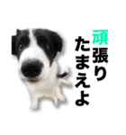 ボーダーコリーの生意気犬☆武智麻呂☆（個別スタンプ：24）