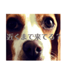 おクゥーちゃん。2（個別スタンプ：1）