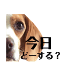 おクゥーちゃん。2（個別スタンプ：2）