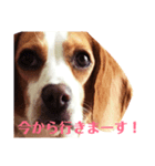 おクゥーちゃん。2（個別スタンプ：4）