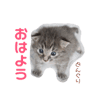 どんぐりとこのみと…（個別スタンプ：1）