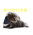 どんぐりとこのみと…（個別スタンプ：3）