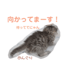 どんぐりとこのみと…（個別スタンプ：5）
