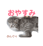 どんぐりとこのみと…（個別スタンプ：8）