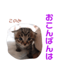 どんぐりとこのみと…（個別スタンプ：9）
