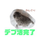 どんぐりとこのみと…（個別スタンプ：10）
