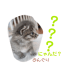どんぐりとこのみと…（個別スタンプ：11）