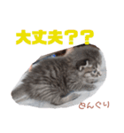 どんぐりとこのみと…（個別スタンプ：13）