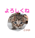 どんぐりとこのみと…（個別スタンプ：17）