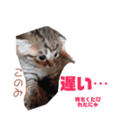 どんぐりとこのみと…（個別スタンプ：20）