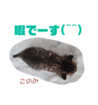 どんぐりとこのみと…（個別スタンプ：25）