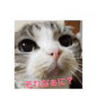 スコティッシュフォールドみかんのスタンプ（個別スタンプ：8）