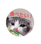 スコティッシュフォールドみかんのスタンプ（個別スタンプ：9）