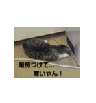 スコティッシュフォールドみかんのスタンプ（個別スタンプ：11）