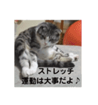 スコティッシュフォールドみかんのスタンプ（個別スタンプ：12）