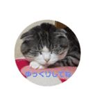 スコティッシュフォールドみかんのスタンプ（個別スタンプ：13）