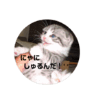 スコティッシュフォールドみかんのスタンプ（個別スタンプ：18）