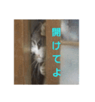 スコティッシュフォールドみかんのスタンプ（個別スタンプ：22）
