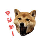 ゴン太さん②（個別スタンプ：1）