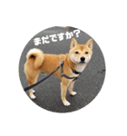ゴン太さん②（個別スタンプ：4）