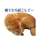 ゴン太さん②（個別スタンプ：7）