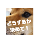 ゴン太さん②（個別スタンプ：8）