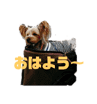 ヨーキーの紅とマンチカンのおっぽ⑵（個別スタンプ：1）