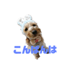 ヨーキーの紅とマンチカンのおっぽ⑵（個別スタンプ：3）