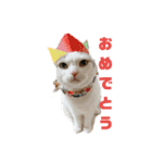 ヨーキーの紅とマンチカンのおっぽ⑵（個別スタンプ：7）