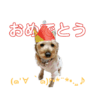 ヨーキーの紅とマンチカンのおっぽ⑵（個別スタンプ：8）