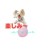 ヨーキーの紅とマンチカンのおっぽ⑵（個別スタンプ：9）