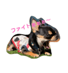 DOG FORCE 5チワワ➕ワン（個別スタンプ：1）