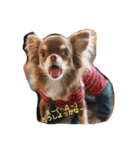 DOG FORCE 5チワワ➕ワン（個別スタンプ：3）
