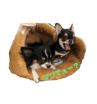 DOG FORCE 5チワワ➕ワン（個別スタンプ：4）
