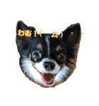 DOG FORCE 5チワワ➕ワン（個別スタンプ：5）