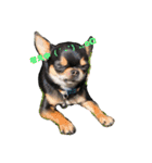 DOG FORCE 5チワワ➕ワン（個別スタンプ：6）