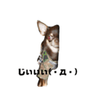 DOG FORCE 5チワワ➕ワン（個別スタンプ：7）