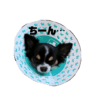DOG FORCE 5チワワ➕ワン（個別スタンプ：8）