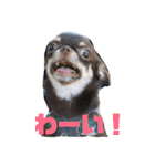 DOG FORCE 5チワワ➕ワン（個別スタンプ：9）