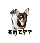 DOG FORCE 5チワワ➕ワン（個別スタンプ：10）