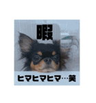 DOG FORCE 5チワワ➕ワン（個別スタンプ：11）