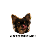 DOG FORCE 5チワワ➕ワン（個別スタンプ：12）