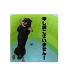 DOG FORCE 5チワワ➕ワン（個別スタンプ：13）