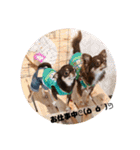 DOG FORCE 5チワワ➕ワン（個別スタンプ：14）
