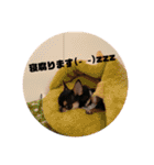 DOG FORCE 5チワワ➕ワン（個別スタンプ：17）