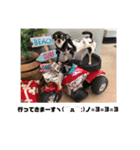 DOG FORCE 5チワワ➕ワン（個別スタンプ：19）