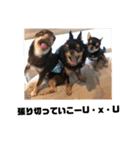 DOG FORCE 5チワワ➕ワン（個別スタンプ：20）